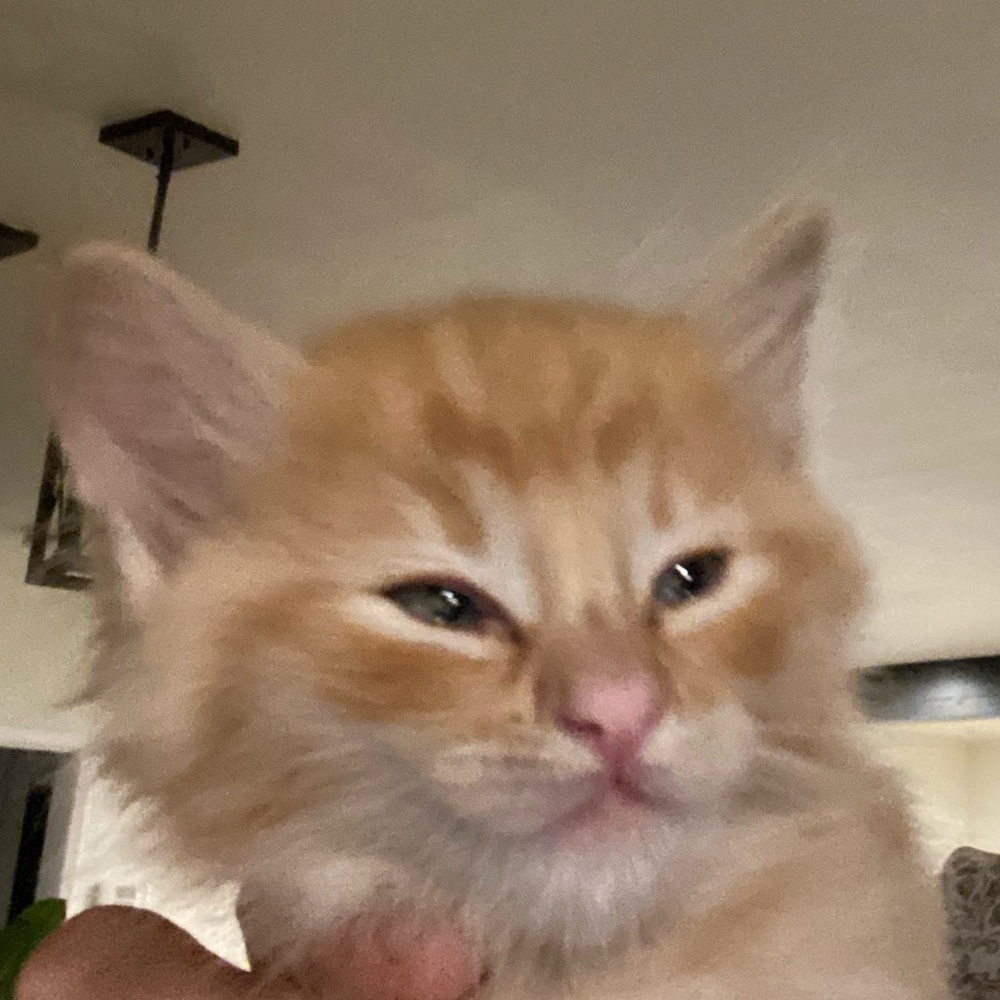 Meet your Posher, Isabella